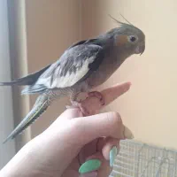 عروس هلندی ماده