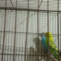 مرغ عشق|پرنده|مشکیندشت, |دیوار