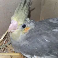 1عدد جوجه عروس هلندی نر 45 روزه