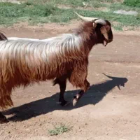 نر بز قرمز