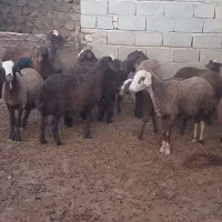 ۱۶ عددبره. پیشی
