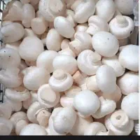 سرمایه گذاری قارچ دکمه ای