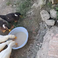 فروش اردک