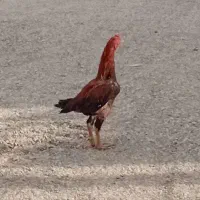 مرغ خروس