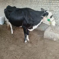 گاو باگوساله ماده