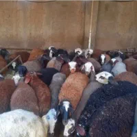 گوشت گوسفندی بره