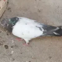کبوتر نر پرشی