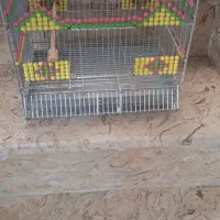 قفس سهره با تخفیف