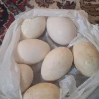 سفید غاز