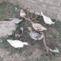 جوجه‌غاز