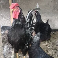خروس گلین قشقایی