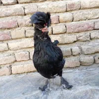 مرغ و خروس لهستانی و گلین