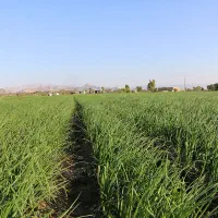 اجاره یک هتکار  زمین کشاورزی