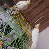 جفت عروس هلندی