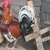 خروس زیبا و جوان