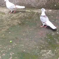 کبوتر