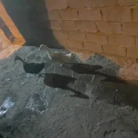 اوردک وغازخونگی