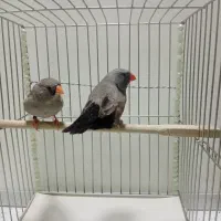 فنچ شارکول و گلدین