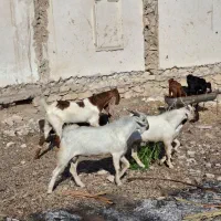 دوپازن پاکستانی ودو کهر نر چاق چاق آدرس کاکی