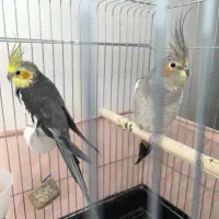 عروس هلندی جفت