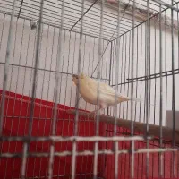 قفس جوجه پرون