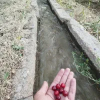 آبیاری باغ ویلا سانیج