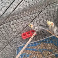 فروش عروس هلندی