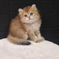 بریتیش لانگ هیر رنگ خاص