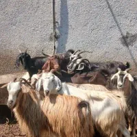 بز چاق وردیف گوسفند