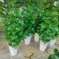 گل سبز با برگ خارجی