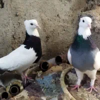 کبوتر
