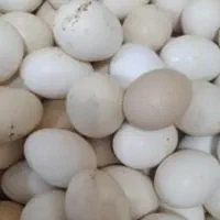 تخم مرغ گیلین نطفه دار موجود است قیمت ارزان