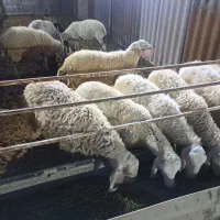 بره نر اصف