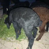 بره شیری یکماهه