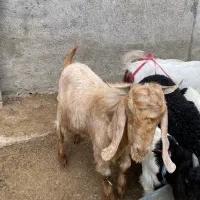 بزغاله دو رگ ماده تک خورده