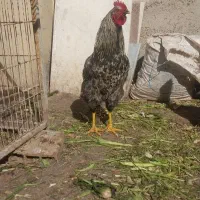 چند عدد خروس ومرغ