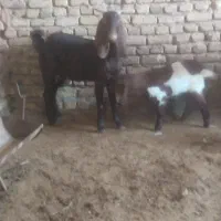 سلام دوعدد شاه بز