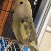 دو جوجه برزیلی روزیکولیس کاسکویی