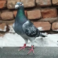 کفتر