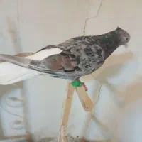 ماده عطیقه