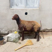 گوسفند جوان داشتی قوچ خورده