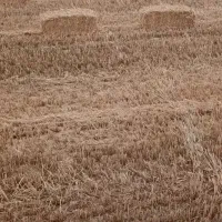 محصولات کشاورزی