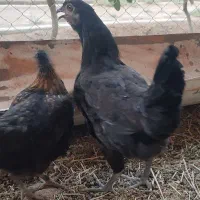 مرغ نیمچه