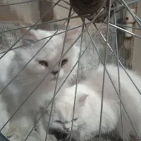 فروش یک جفت گربه پرشین
