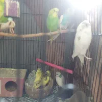 مرغ عشق نر وماده