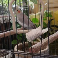 عروس هلندی ماده ۱۴ماهه