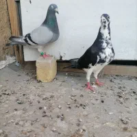 کبوتر مسافتی