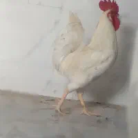خروس|حیوانات مزرعه|کرخه, |دیوار