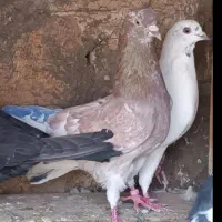 دو عدد کبوتر پرشی