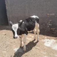 گوساله